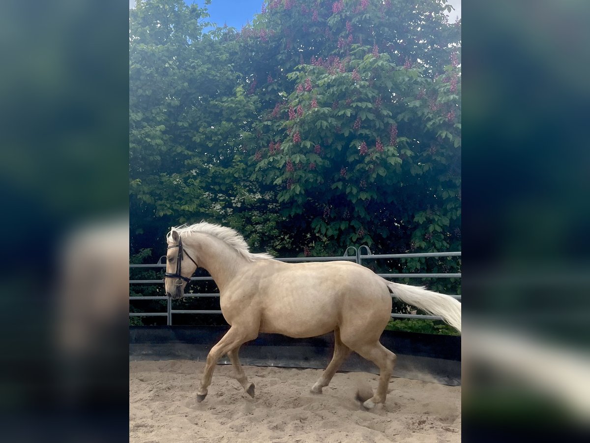 Cheval de sport allemand Étalon 2 Ans 167 cm Palomino in Kleinneudorf