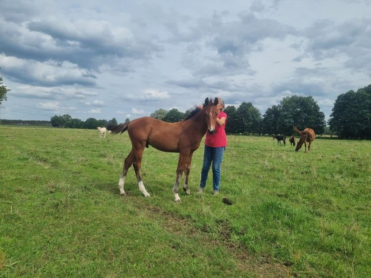 Cheval de sport allemand Étalon 2 Ans 168 cm Bai in Burgstall