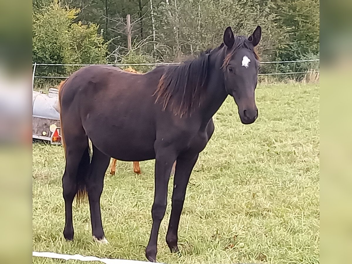 Cheval de sport allemand Étalon 2 Ans 168 cm Noir in Kurtscheid