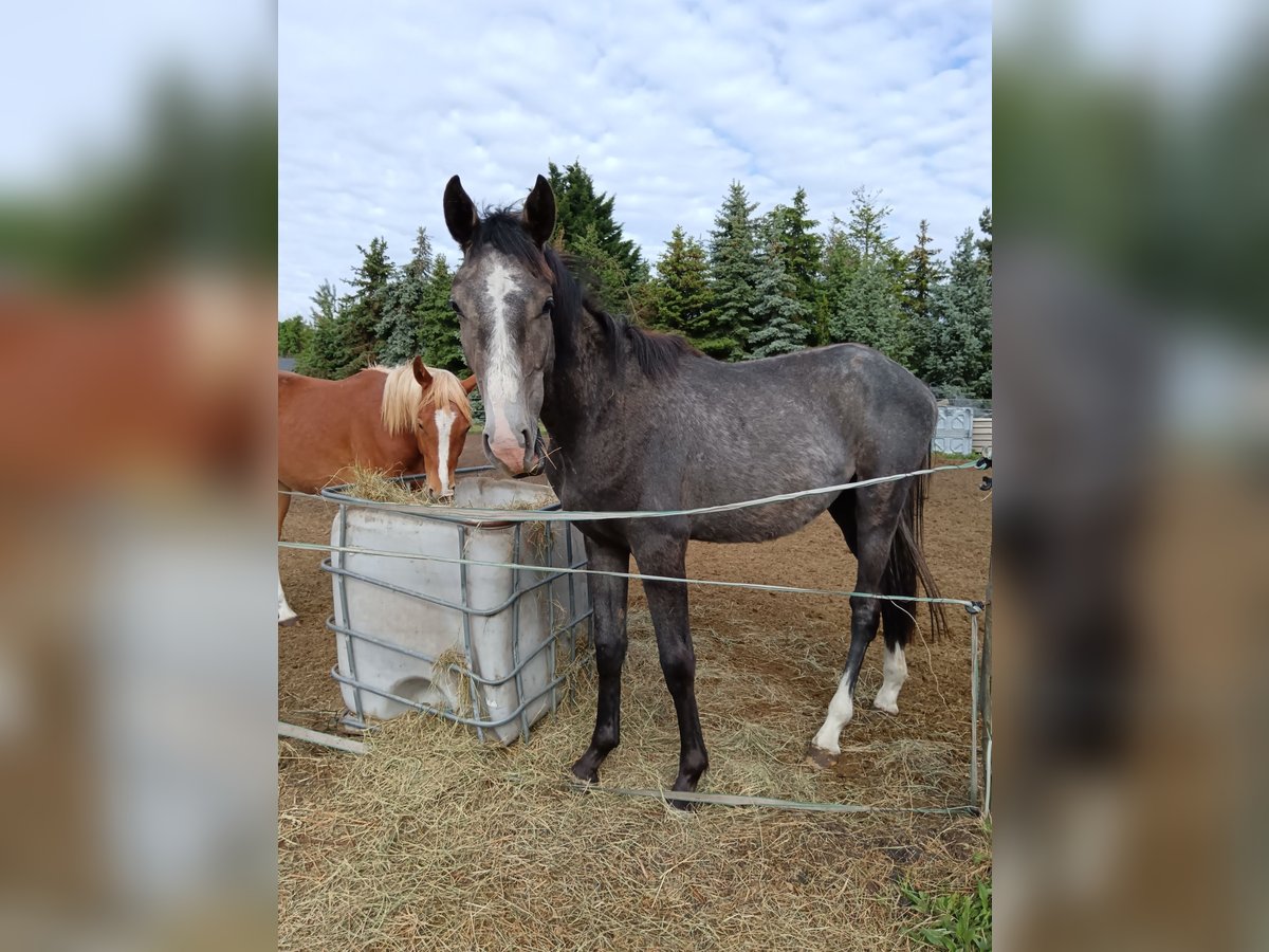 Cheval de sport allemand Étalon 2 Ans 170 cm Gris in Dannigkow