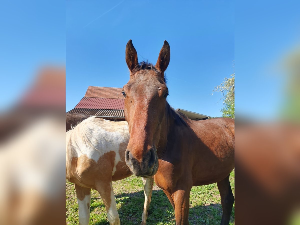 Cheval de sport allemand Étalon 2 Ans in Bad Wildbad im Schwarzwald