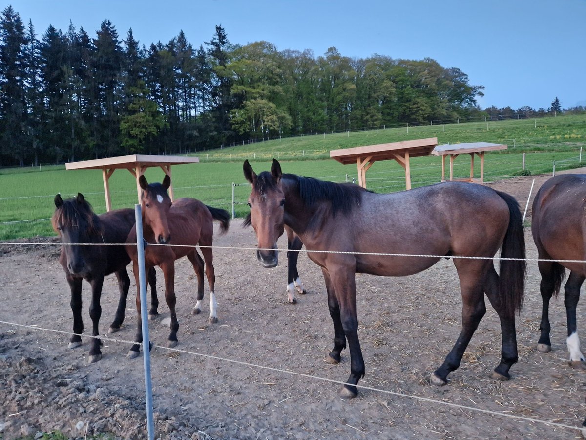 Cheval de sport allemand Étalon 2 Ans Gris (bai-dun) in Steinach