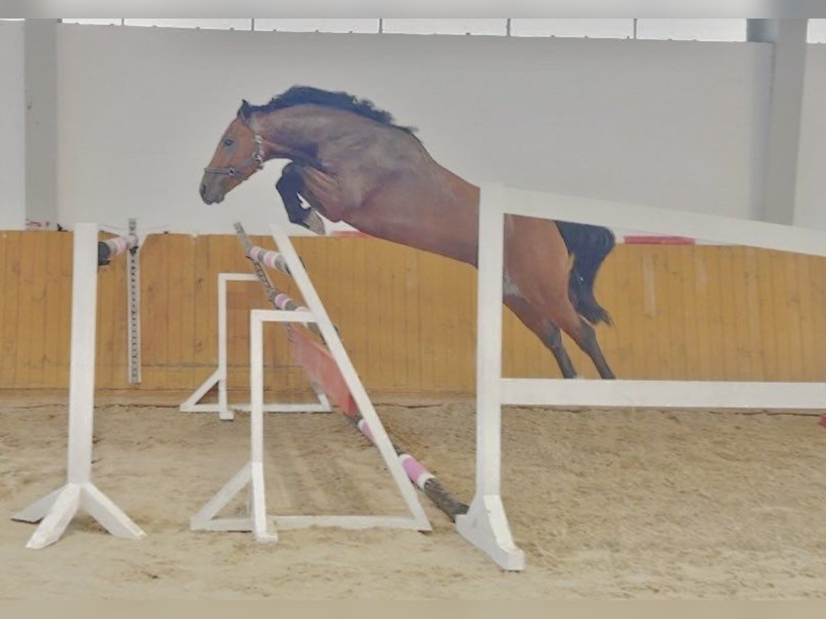 Cheval de sport allemand Étalon 3 Ans 156 cm Bai in G&#x141;UBCZYN-ROGOWNICA