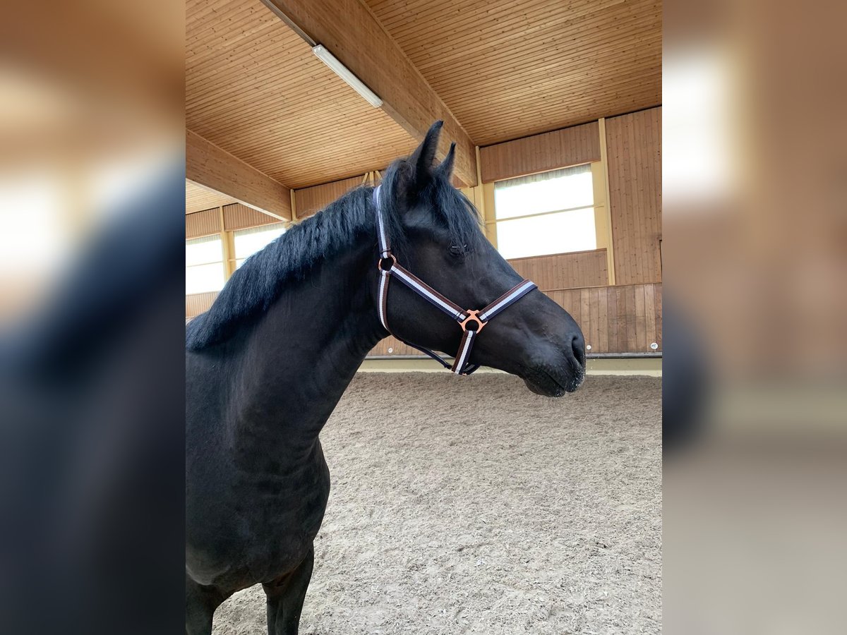 Cheval de sport allemand Étalon 3 Ans 162 cm Noir in Bad Herrenalb