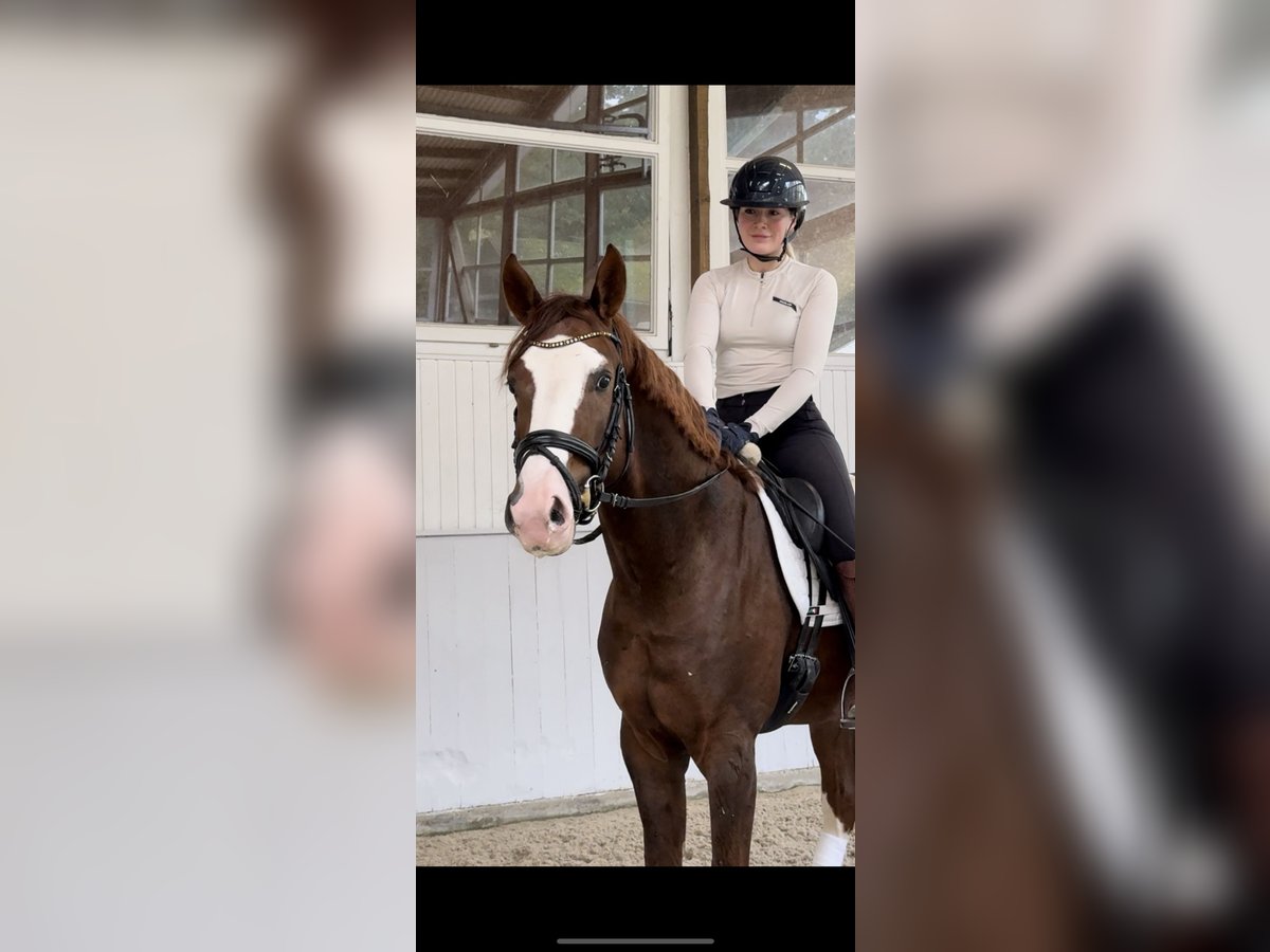 Cheval de sport allemand Étalon 3 Ans 168 cm Alezan in Wietze