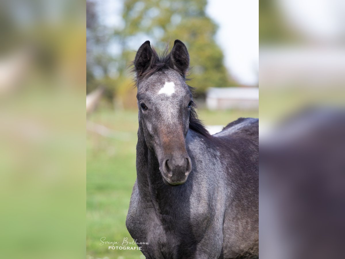 Cheval de sport allemand Étalon 3 Ans 168 cm Gris noir in Mellensee