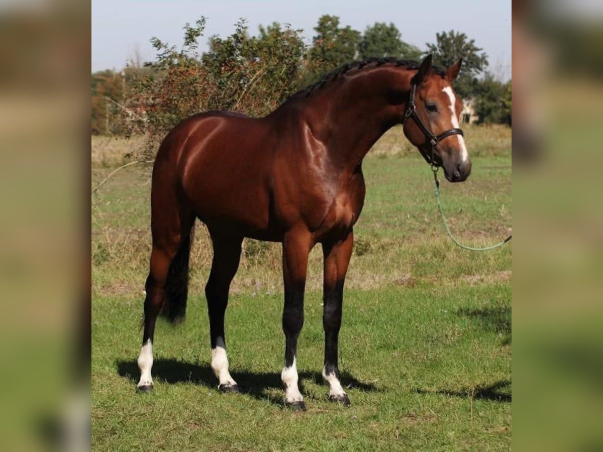 Cheval de sport allemand Étalon 3 Ans 170 cm in Budapest