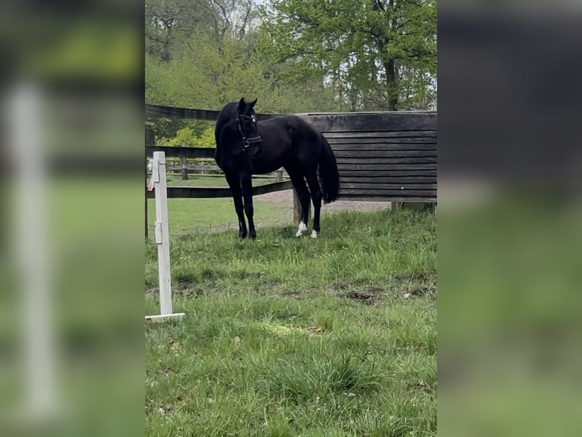 Cheval de sport allemand Étalon 3 Ans 170 cm Noir in Verl