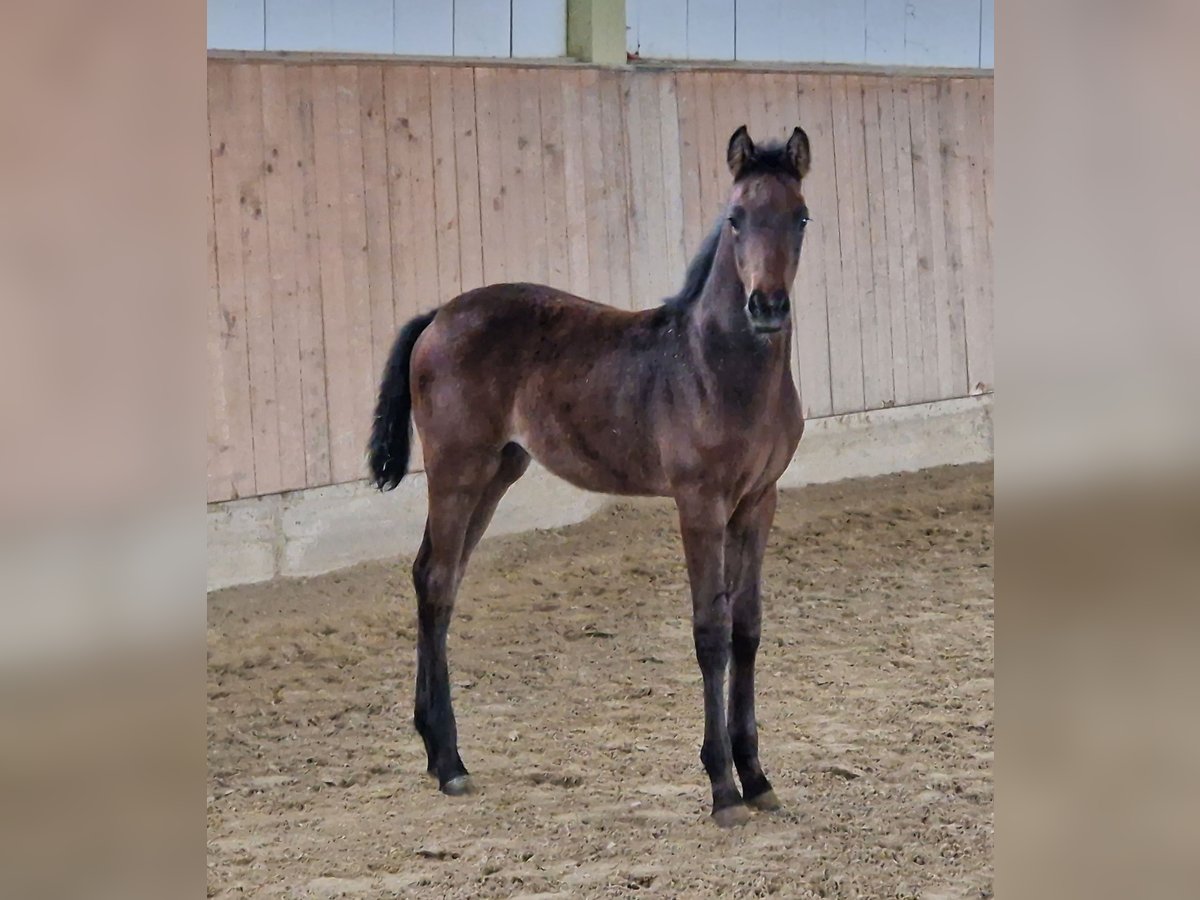 Cheval de sport allemand Étalon 3 Ans Gris (bai-dun) in Steinach