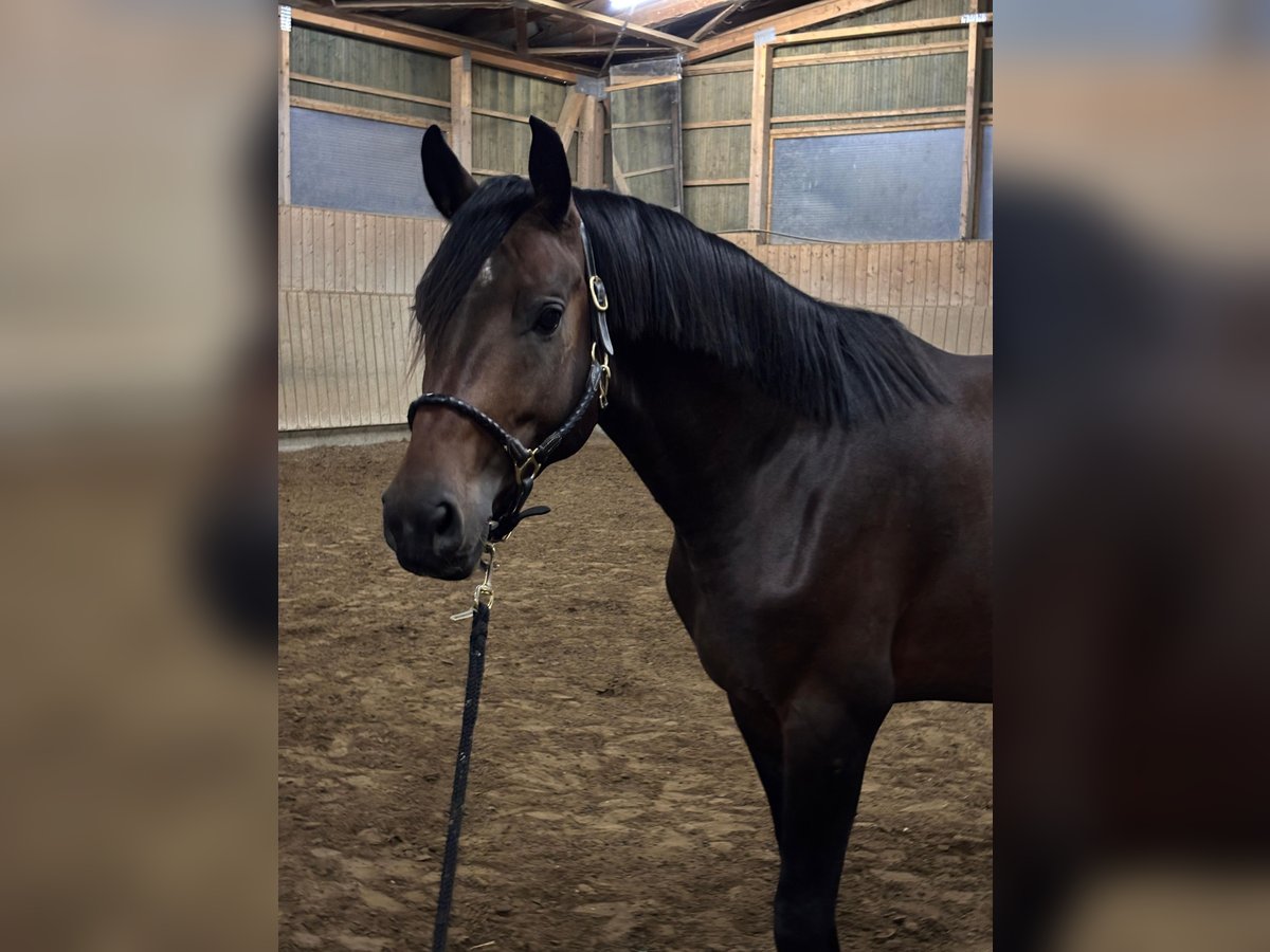 Cheval de sport allemand Étalon 4 Ans 165 cm Bai in Linsengericht