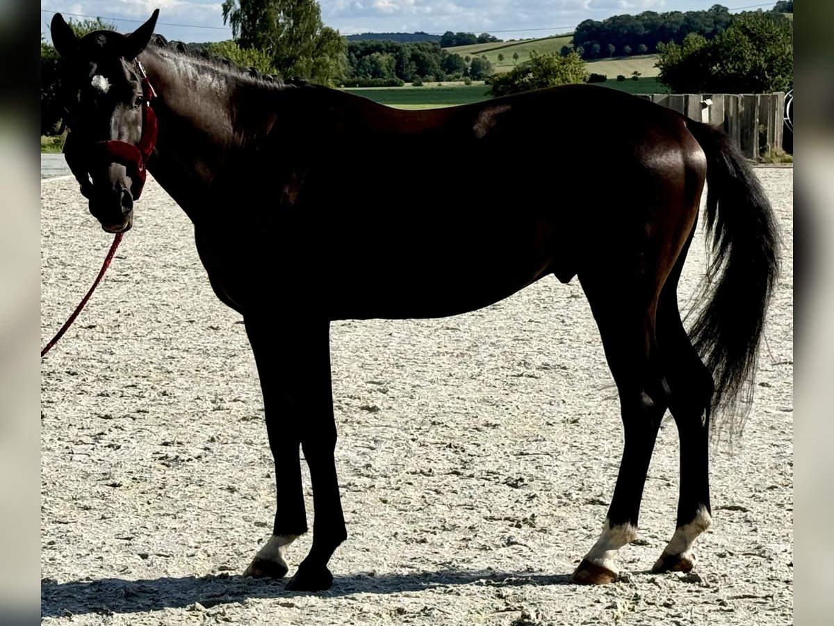 Cheval de sport allemand Étalon 4 Ans 166 cm Noir in Dresden