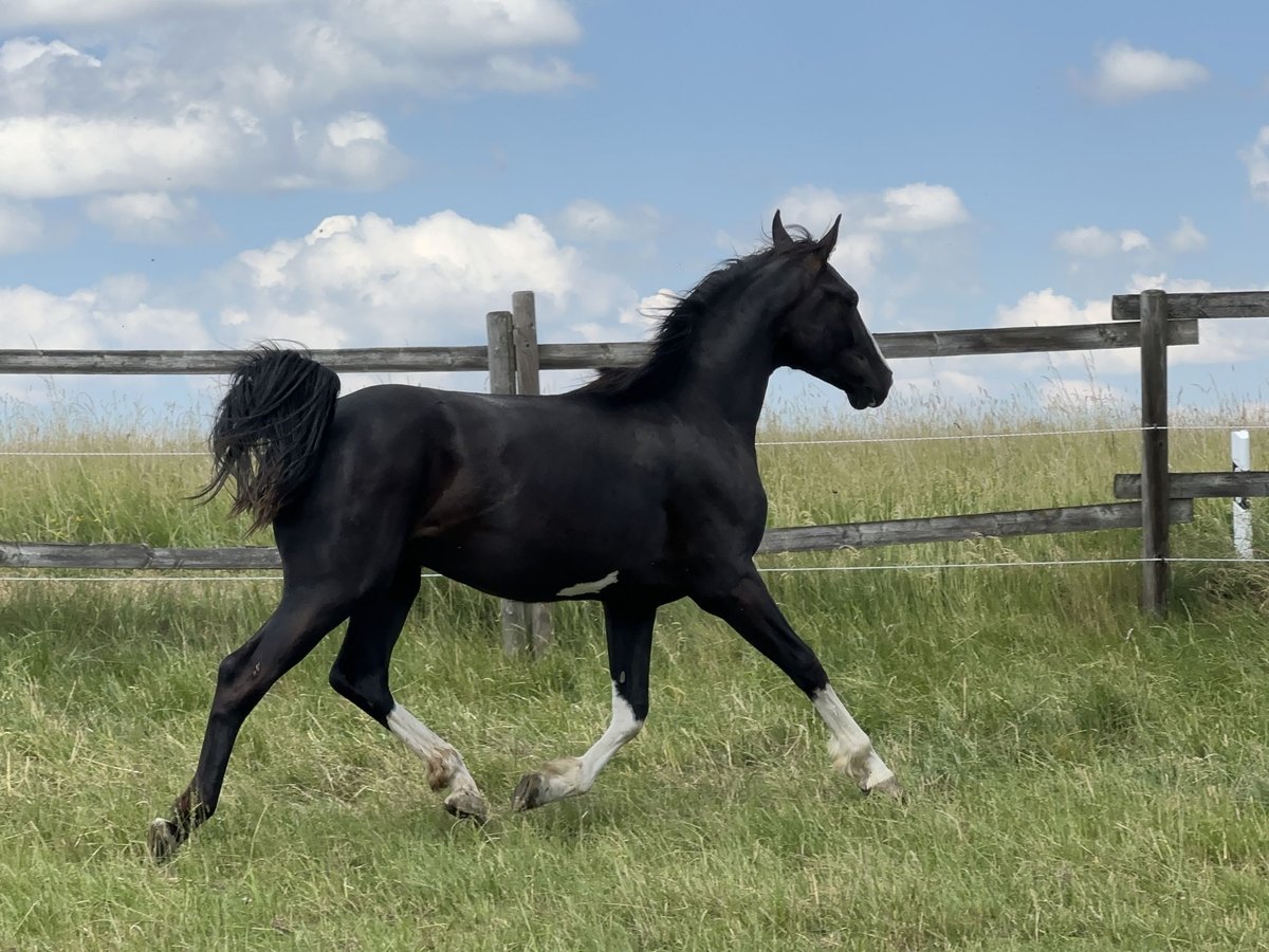 Cheval de sport allemand Étalon 4 Ans 167 cm Noir in Tiefenbach