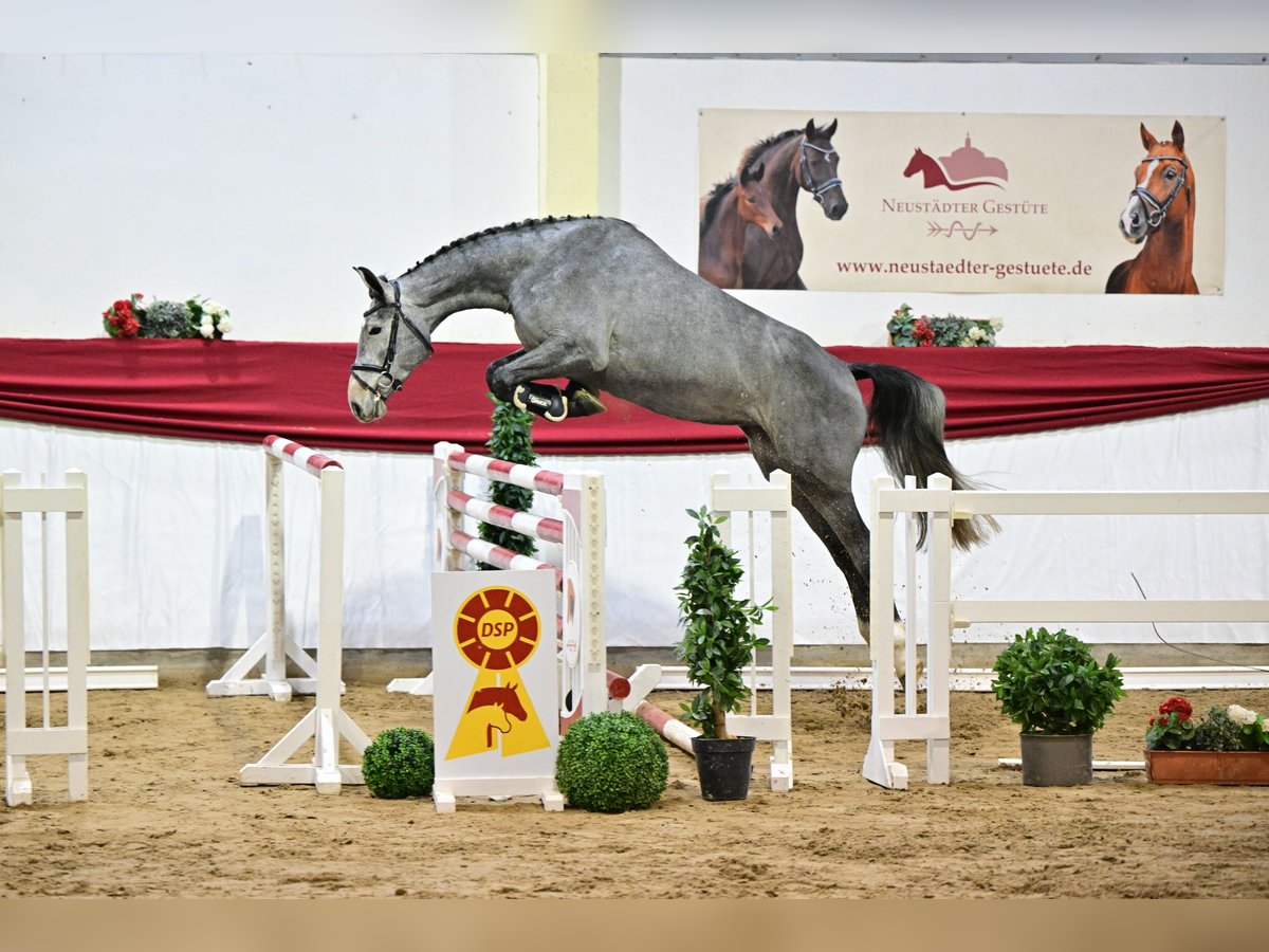 Cheval de sport allemand Étalon 4 Ans 174 cm Gris in Leipzig