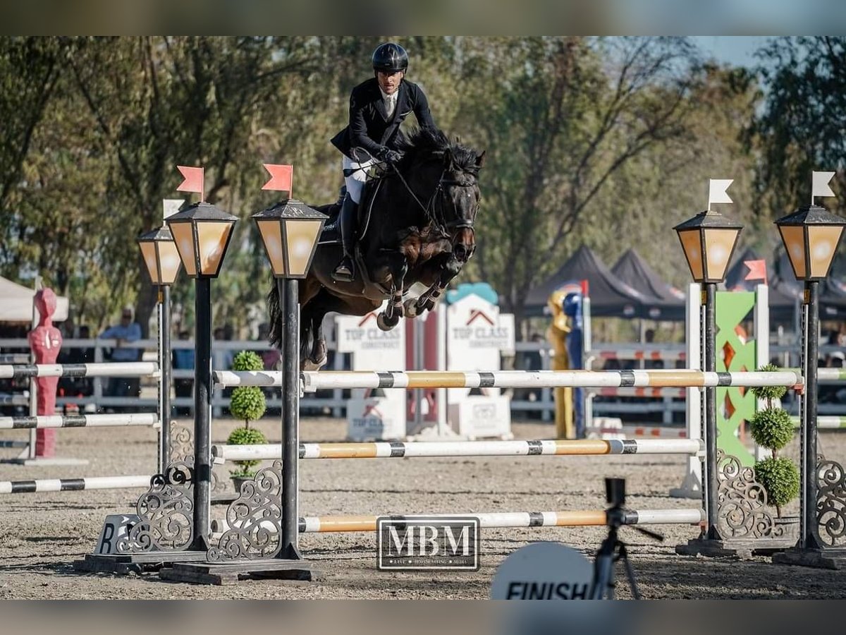 Cheval de sport allemand Étalon 5 Ans 165 cm Bai in Vlădiceasca