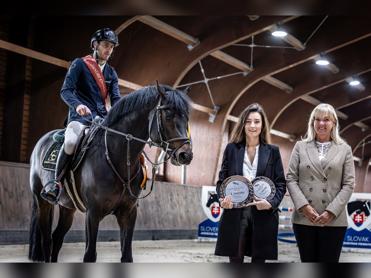 Cheval de sport allemand Étalon 5 Ans 165 cm Bai in Vlădiceasca