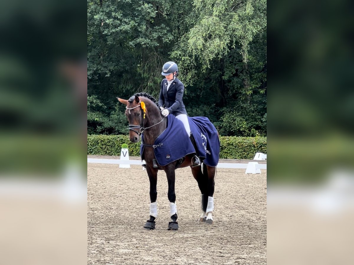 Cheval de sport allemand Étalon 5 Ans 167 cm Bai in Warendorf