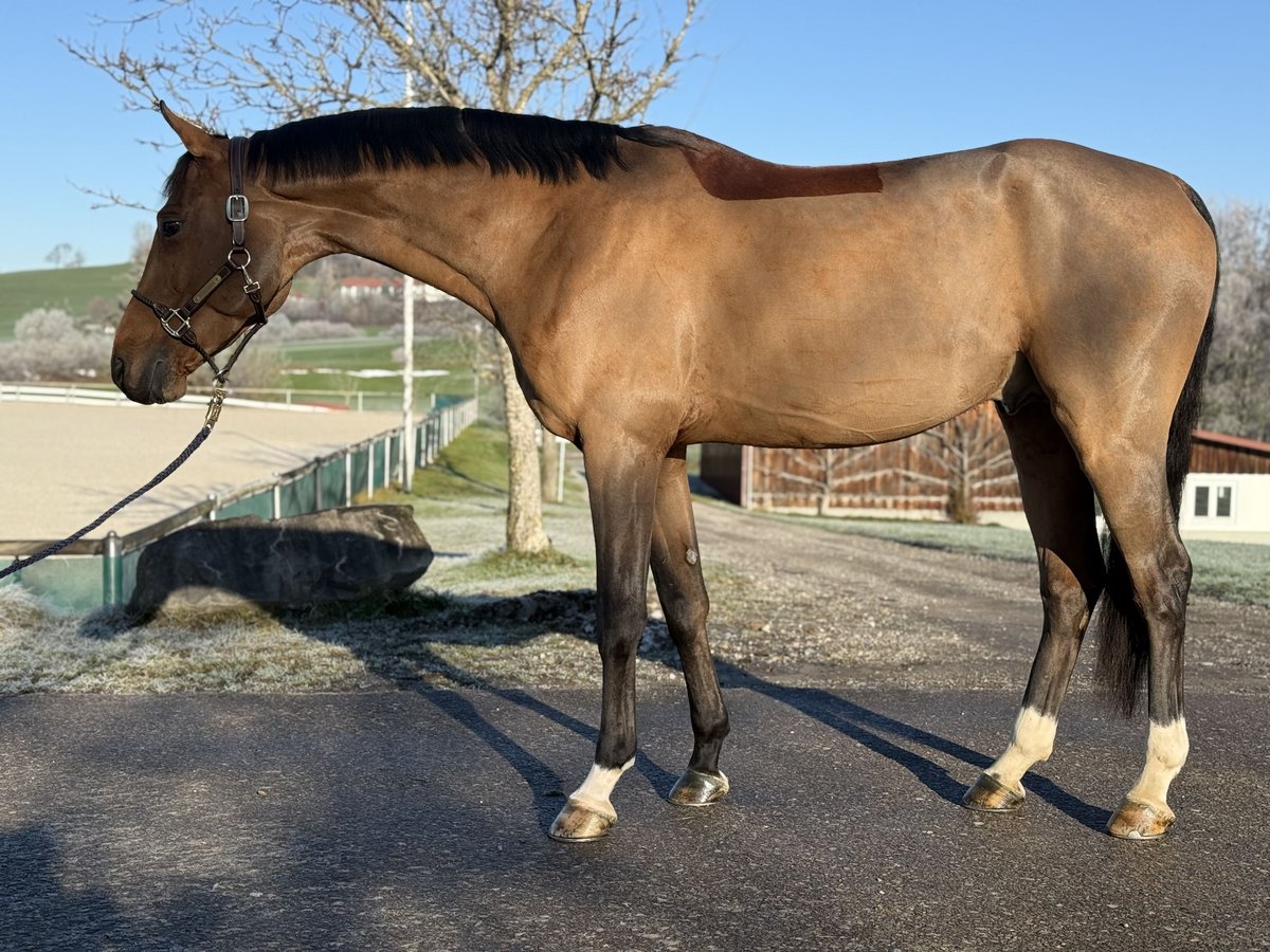 Cheval de sport allemand Étalon 5 Ans 168 cm Bai in Altusried