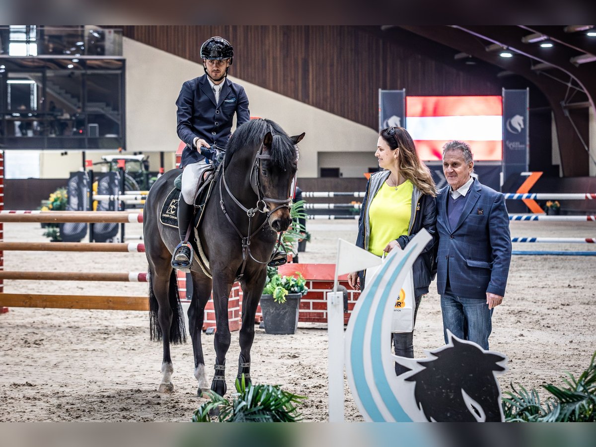 Cheval de sport allemand Étalon 6 Ans 164 cm Bai in Vlădiceasca