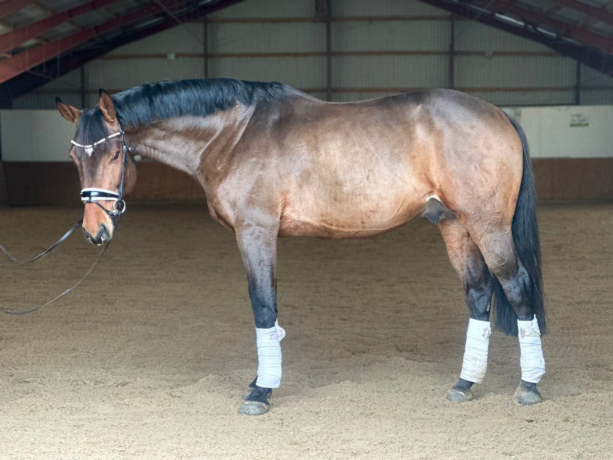 Cheval de sport allemand Étalon 7 Ans 167 cm Bai in Kietz