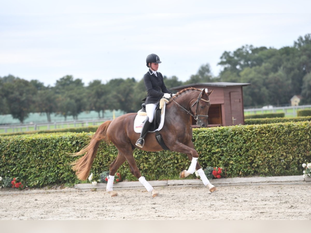 Cheval de sport allemand talon 7 Ans 170 cm Alezan br l in