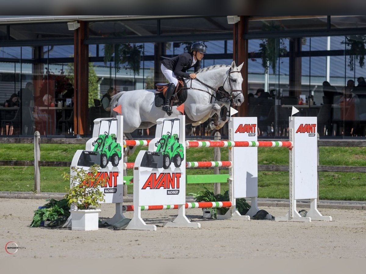 Cheval de sport allemand Étalon 8 Ans 167 cm Gris in Krokenbwrg