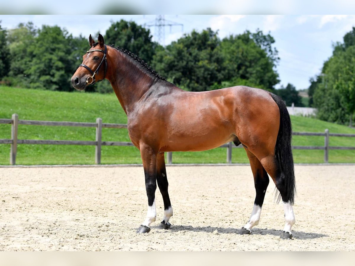 Cheval de sport allemand Étalon Bai in Pfarrkirchen