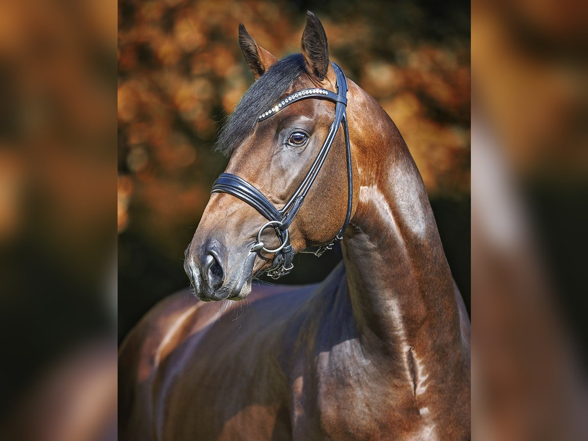 Cheval de sport allemand Étalon Bai in Werder