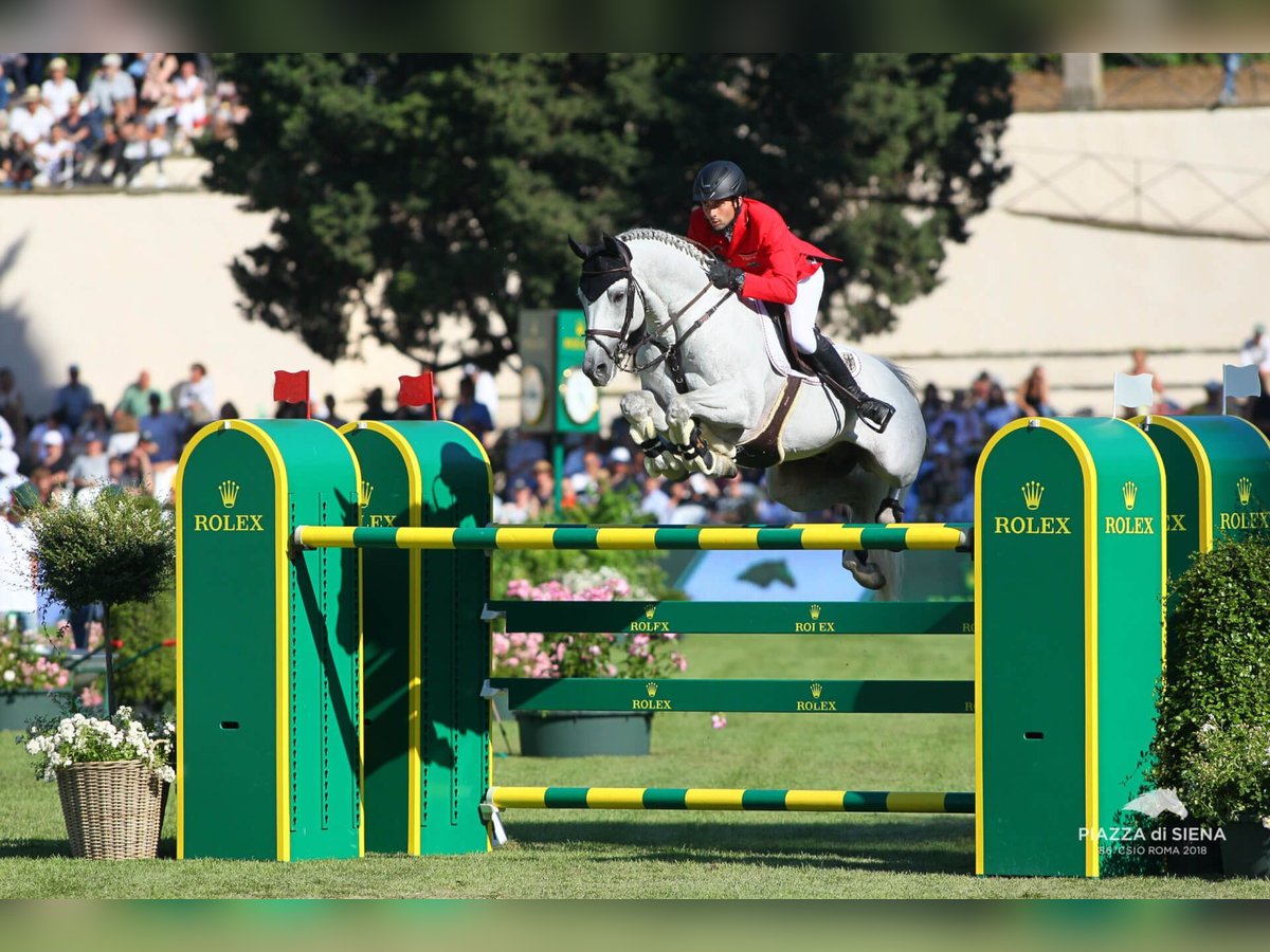 Cheval de sport allemand Étalon Gris in Pfarrkirchen