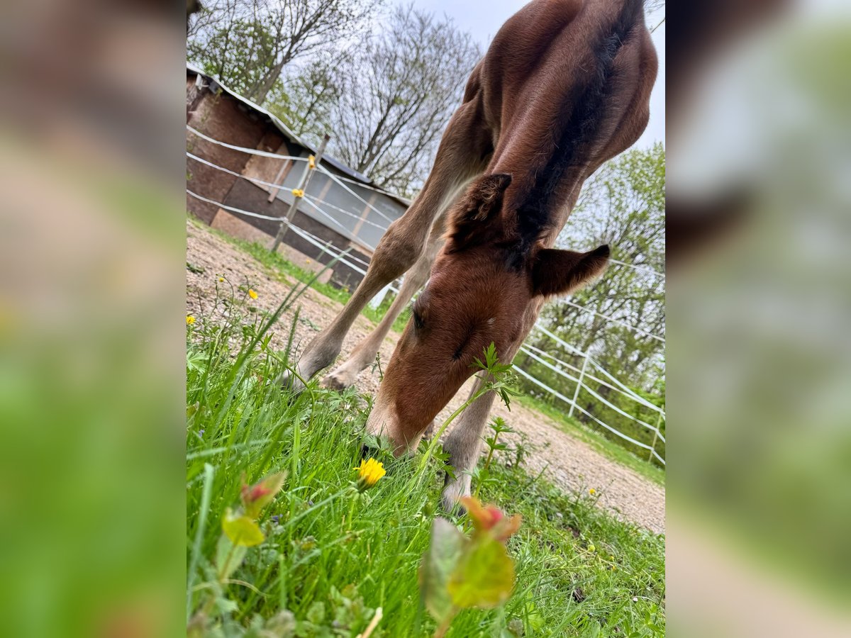Cheval de sport allemand Étalon  110 cm Bai in Erkenbrechtsweiler
