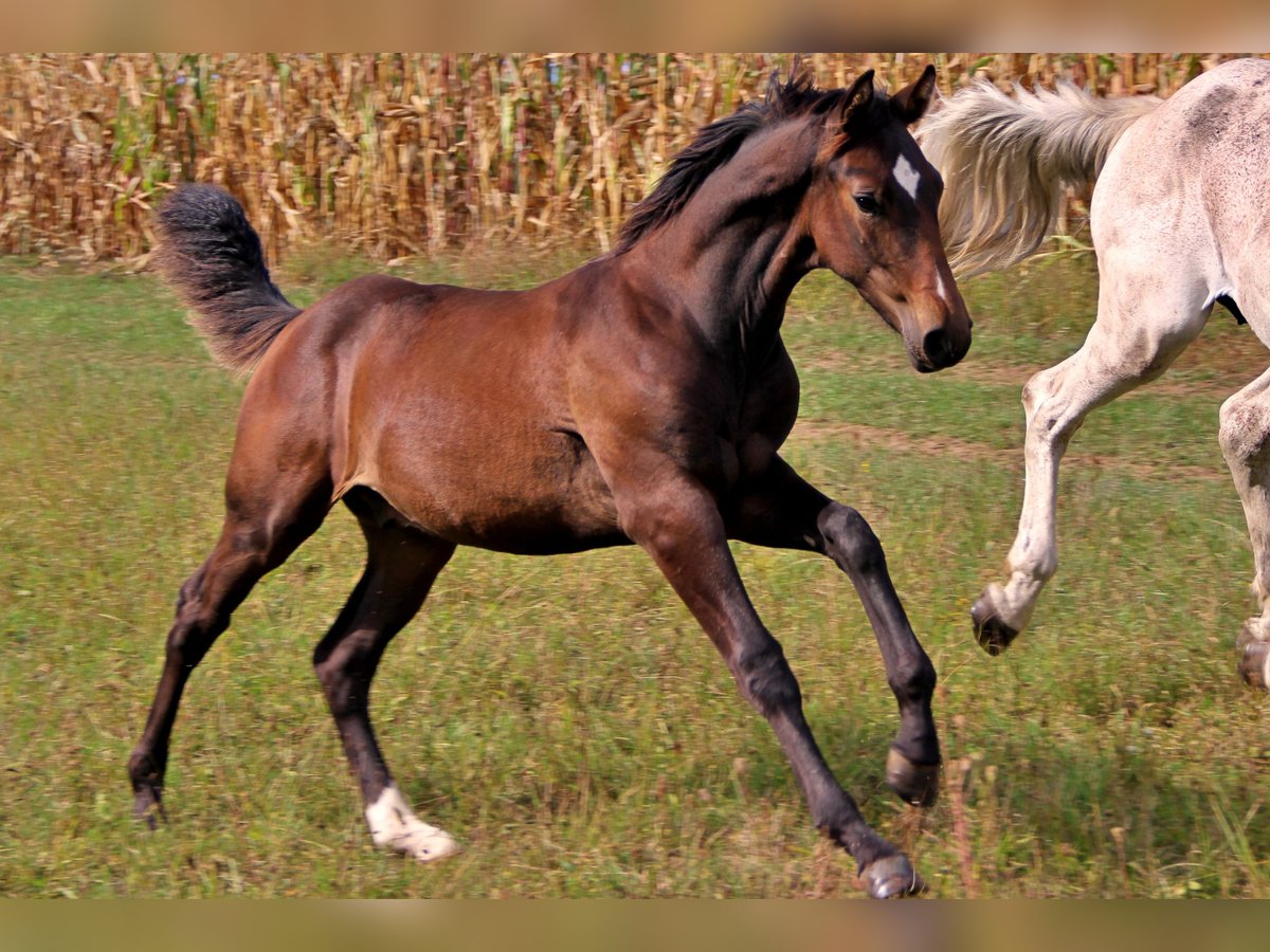 Cheval de sport allemand Étalon Poulain (04/2024) 135 cm Bai in Steinrode