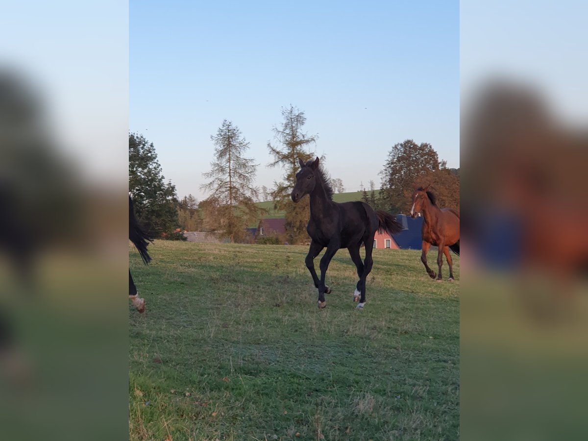 Cheval de sport allemand Étalon  140 cm Noir in Hainichen