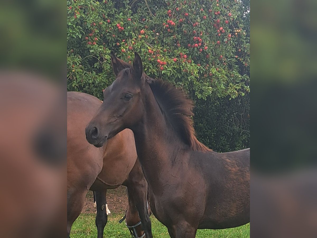 Cheval de sport allemand Étalon Poulain (03/2025) 167 cm Bai brun in Schimberg