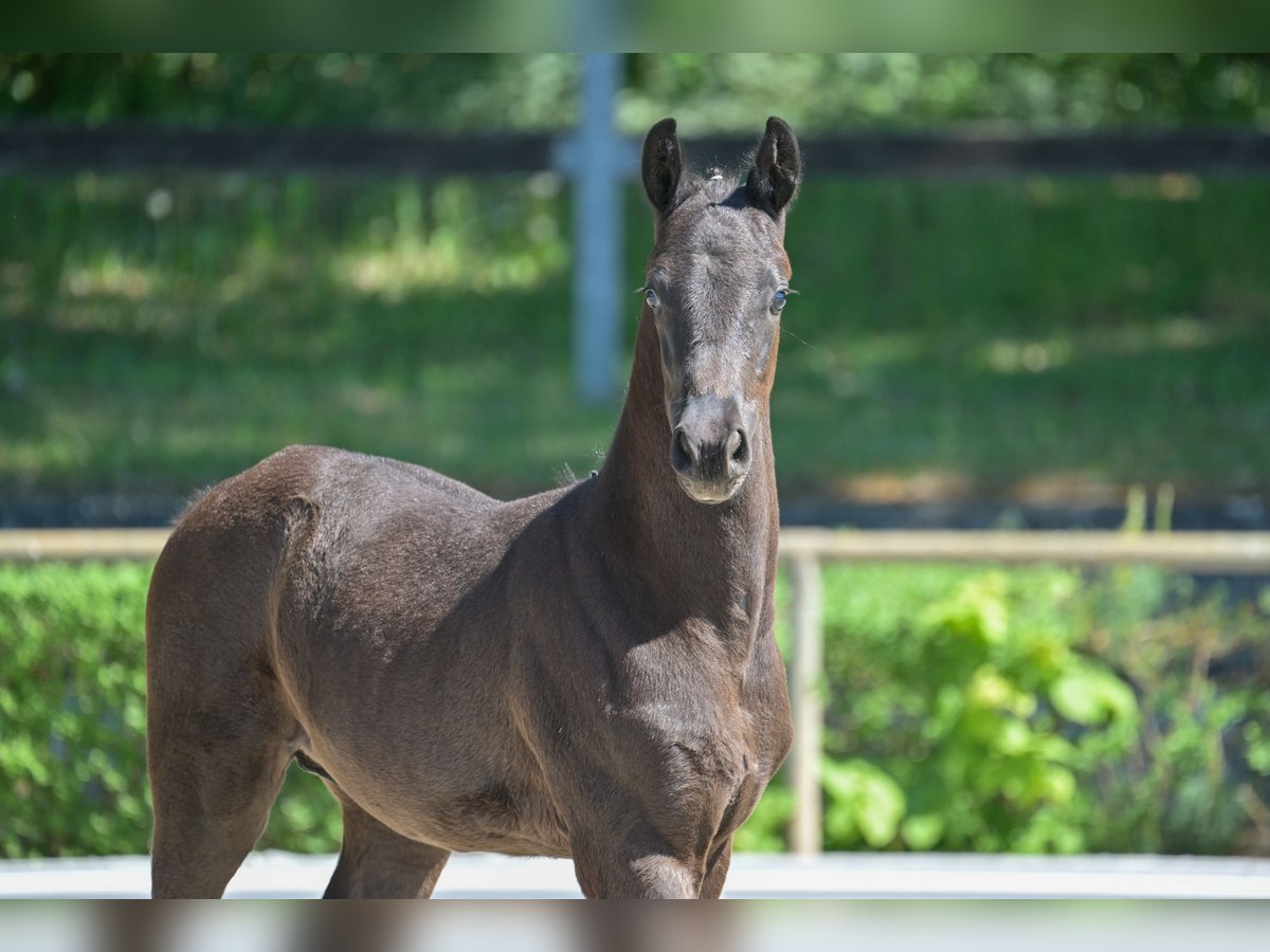 Cheval de sport allemand Étalon  167 cm Noir in Goldbeck