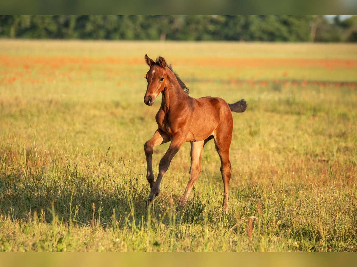 Cheval de sport allemand Étalon Poulain (05/2025) 168 cm Bai in Lutherstadt Wittenberg