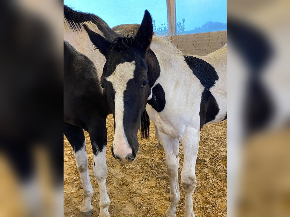 Cheval de sport allemand Étalon Poulain (06/2024) 168 cm Pinto in Kirchdorf