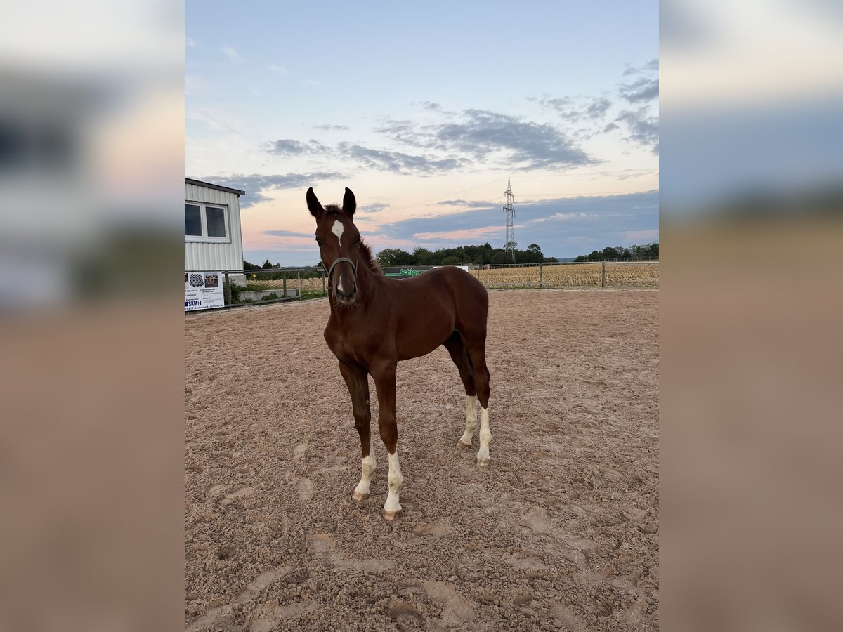 Cheval de sport allemand Étalon  170 cm Alezan in Ellwangen (Jagst)