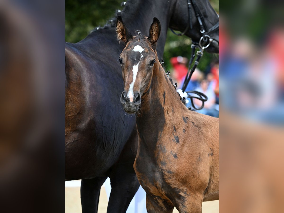 Cheval de sport allemand Étalon Poulain (06/2025) 170 cm Bai brun in Oettingen in Bayern