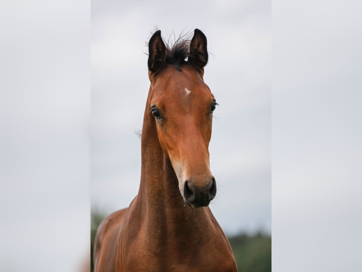 Cheval de sport allemand Étalon Poulain (04/2024) 170 cm Bai brun in Oberthulba