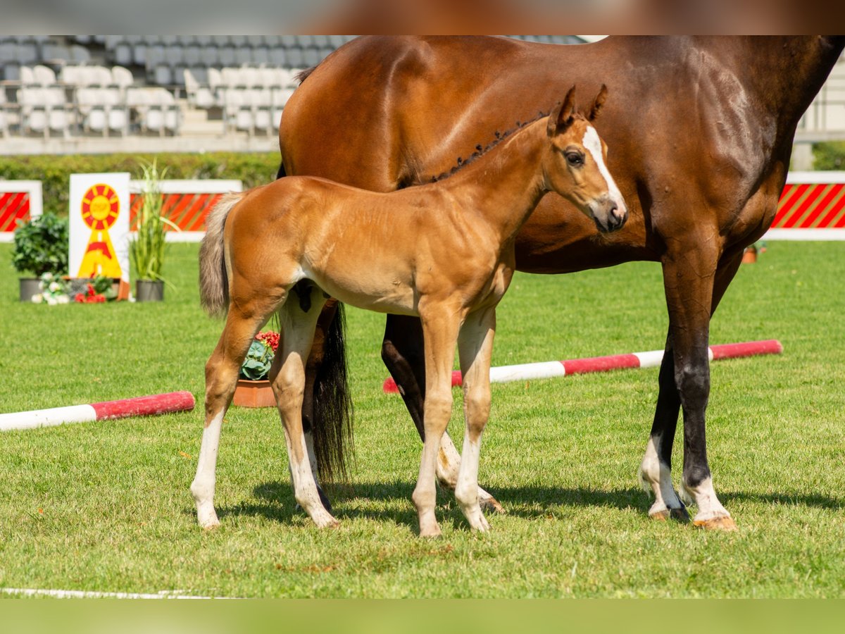 Cheval de sport allemand Étalon Poulain (01/2025) 170 cm Bai in Kremmen