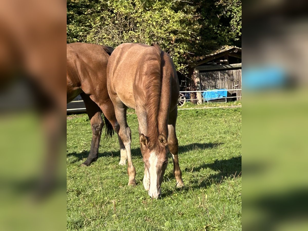 Cheval de sport allemand Étalon Poulain (05/2025) 170 cm Gris in Lahr/Schwarzwald