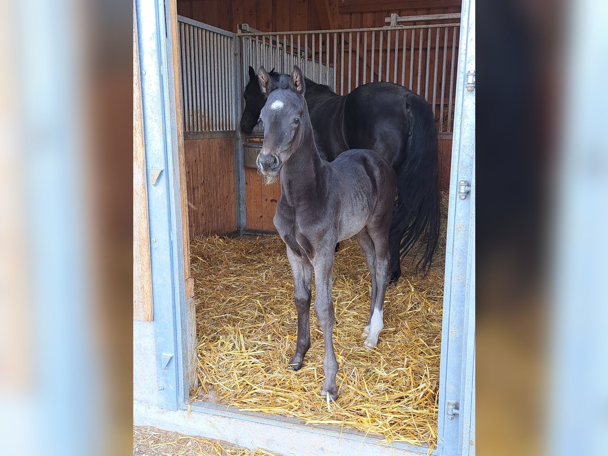 Cheval de sport allemand Étalon  170 cm Noir in Greding