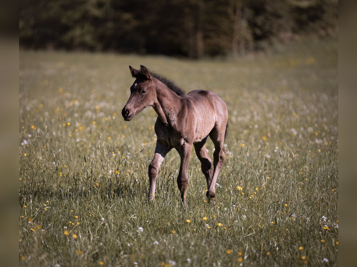 Cheval de sport allemand Étalon Poulain (04/2025) 170 cm Noir in Teisnach