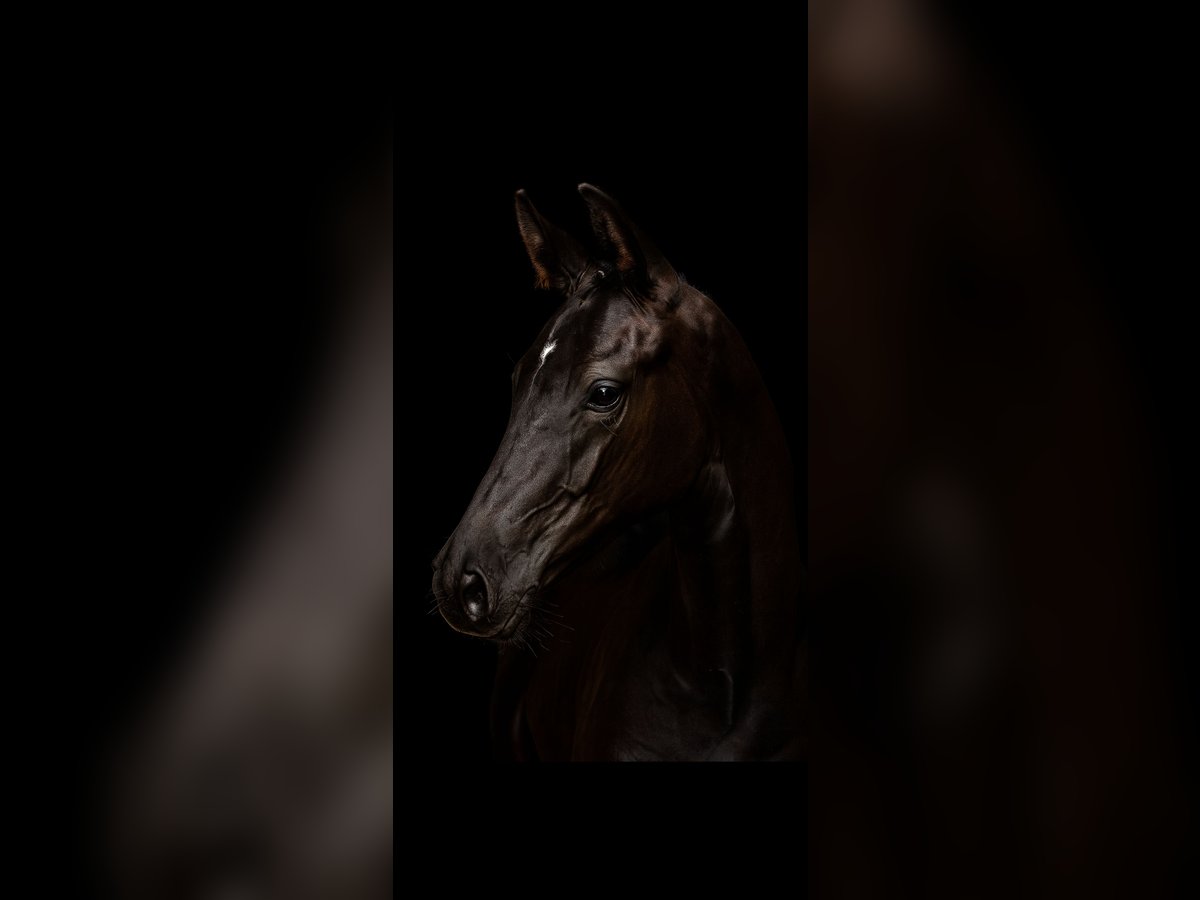 Cheval de sport allemand Étalon Poulain (04/2025) 170 cm Noir in Teisnach