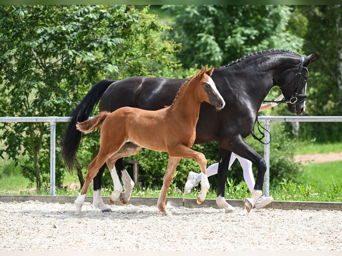 Cheval de sport allemand Étalon Poulain (04/2024) 172 cm Alezan brûlé in Neustadt an der Aisch