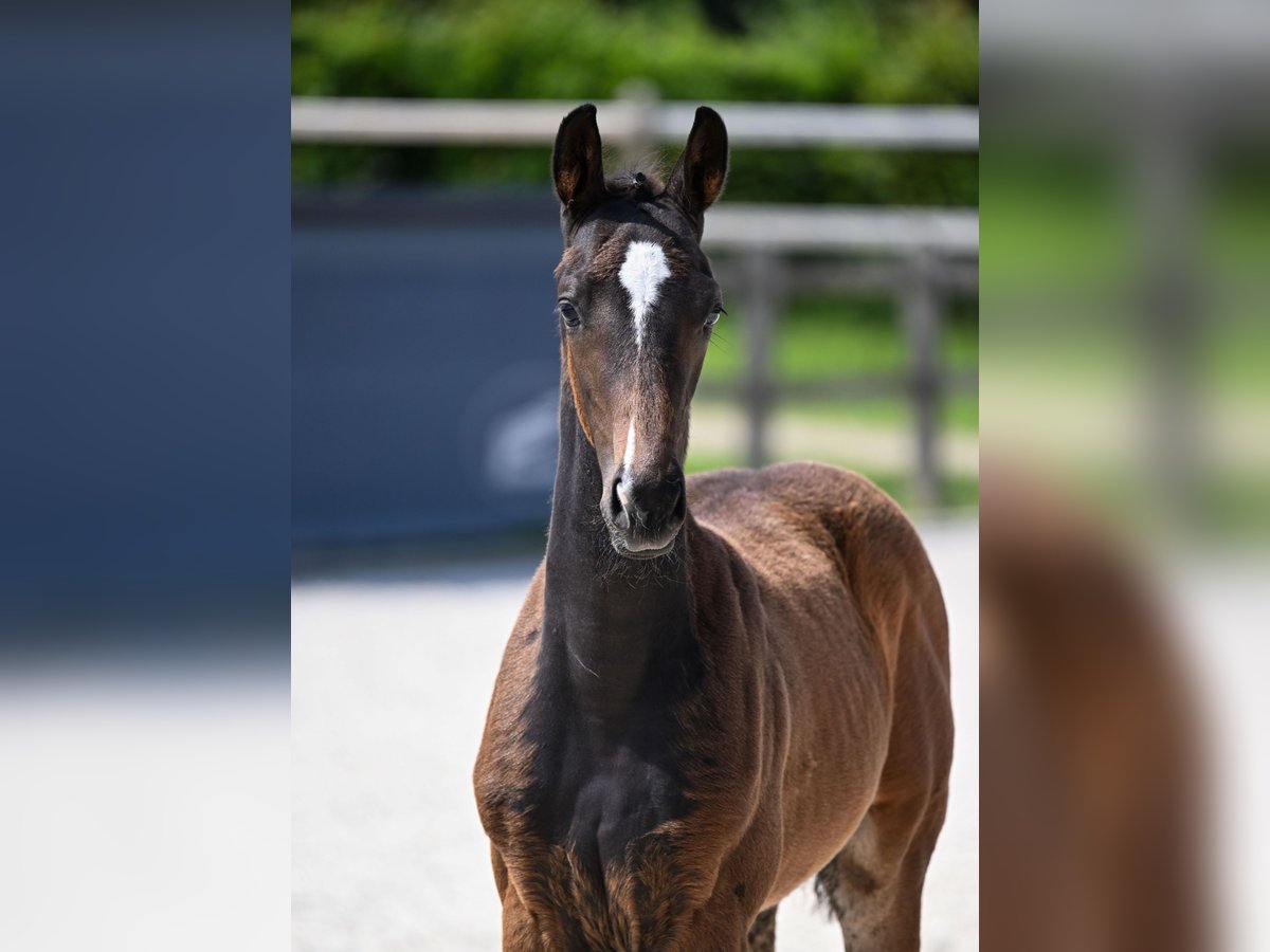 Cheval de sport allemand Étalon  173 cm Bai brun foncé in Rotthalm&#xFC;nster