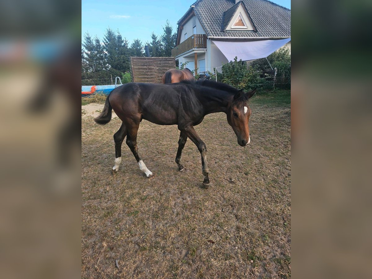 Cheval de sport allemand Étalon Poulain (04/2024) 174 cm Bai brun in Gollenberg