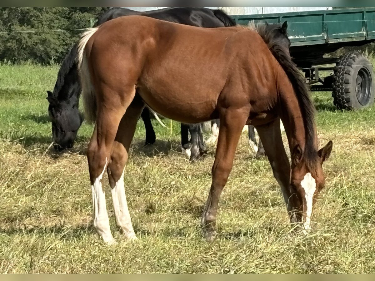 Cheval de sport allemand Étalon  175 cm Bai in RadduschVetschau