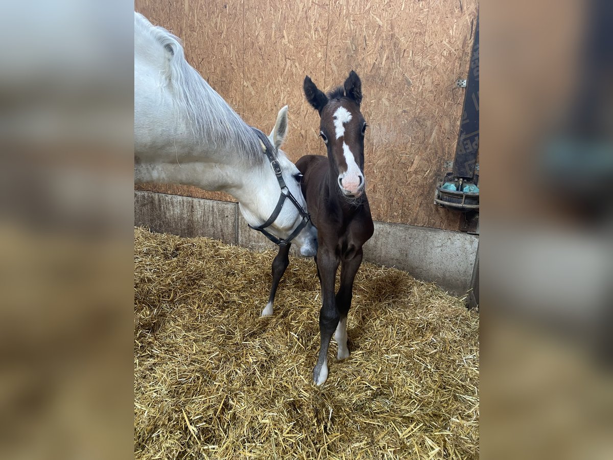 Cheval de sport allemand Étalon Poulain (05/2024) 175 cm Gris in Langenau