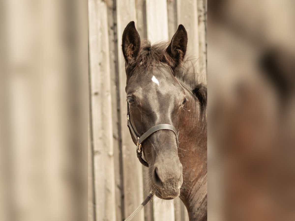 Cheval de sport allemand Étalon Poulain (04/2025) 175 cm Noir in Sachsen