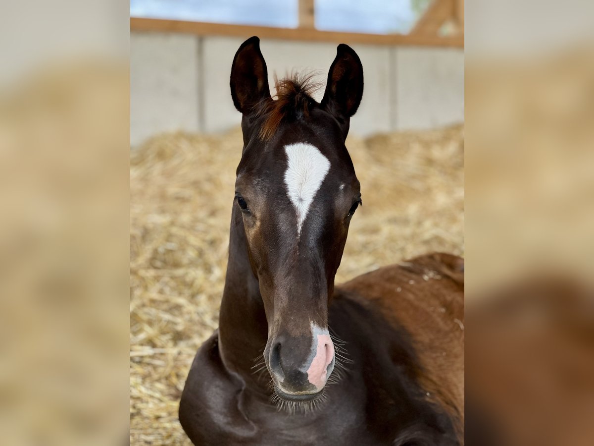 Cheval de sport allemand Étalon Poulain (04/2025) Alezan brûlé in Wei&#xDF;enberg